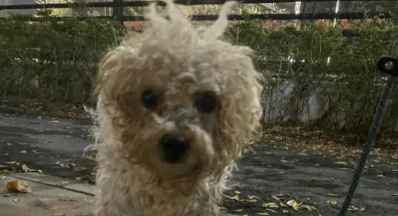 一只被拴住遗弃的流浪狗，不知道主人已经不要它了，还在傻傻等