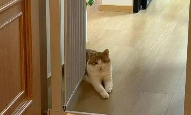 流浪猫被收养后从不踏足卧室一步，乖巧得让人心疼