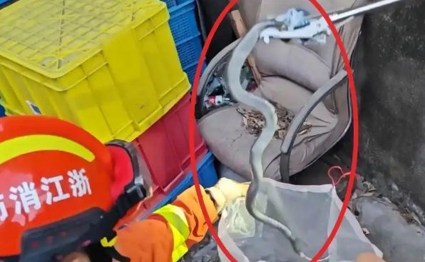 浙江男子上厕所时，突然出现一条眼镜蛇
