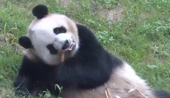 冰城迎萌主大熊猫“芝士”“芝麻”正式营业啦