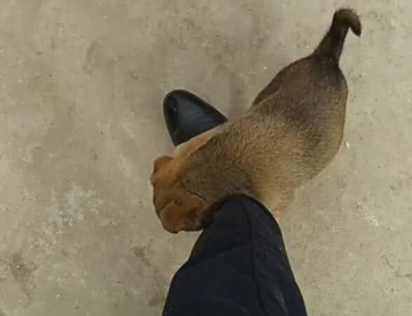 主人要出门工作，捡来的小狗抱腿不放，砰的一声让主人谢狗