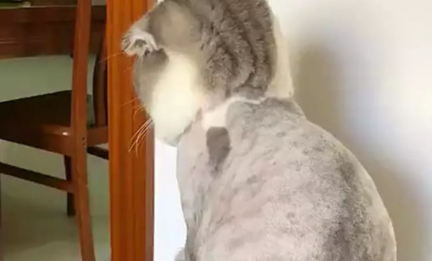 猫咪剃毛之后，跑到秤上蹲着十分郁闷：我都瘦了！ 