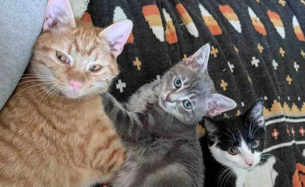 小猫天生孱弱，却靠爱逆袭，与特殊猫咪组队萌翻全网治愈人心