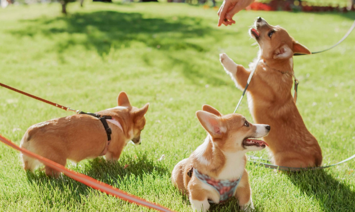 “它经济”热力攀升 宠物产业乘势而上