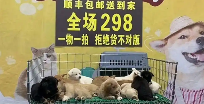 “每天邮寄几百件猫狗”“无需检疫证明”，宠物邮寄乱象调查