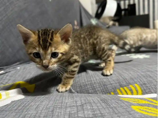 豹猫幼崽“三兄弟”现身白芨滩保护区