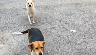 狗子跑出门，女子找到时，狗子假装不认识她