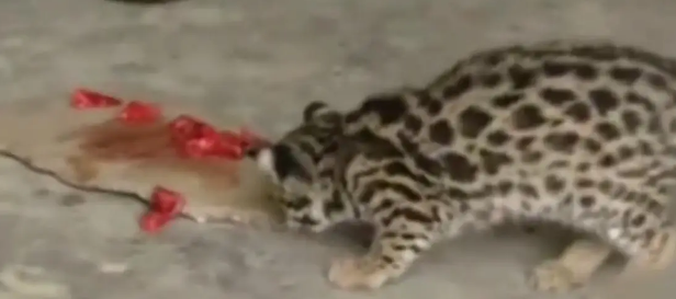 广东老太在山上捡了只小野猫养，养大后人懵了