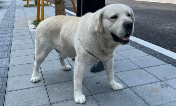 爱犬不慎掉进废弃深坑，狗主人一时情急跳下去救