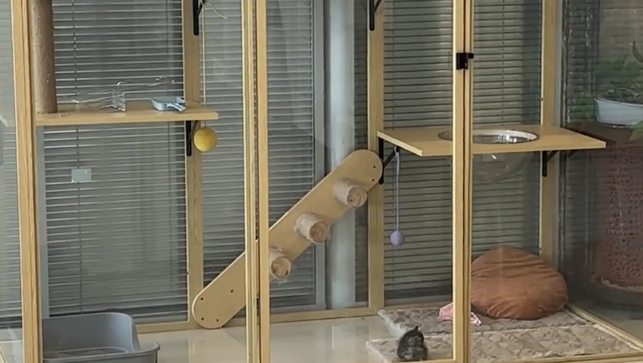 女子给小猫买猫屋忘记看尺寸，霸总从800平米的别墅中醒来