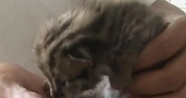 广东老太在山上捡了只小野猫养，养大后人懵了