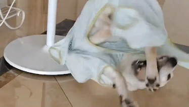 女子给狗子买衣服买大了，狗子走路一直摔跤。狗：衣服咬人啦！！