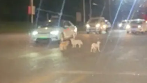 三只流浪狗横穿马路，差点被汽车给撞倒