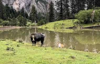 柯基挑衅老牛，底盘太低牛踹不到。网友：逗牛犬