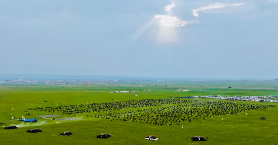 天峻黑牦牛从高原走向世界