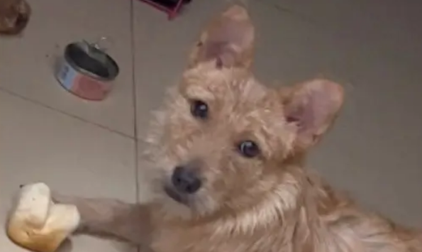 主人蒸糊了馒头扔进垃圾桶，狗狗竟主动叼回来吃