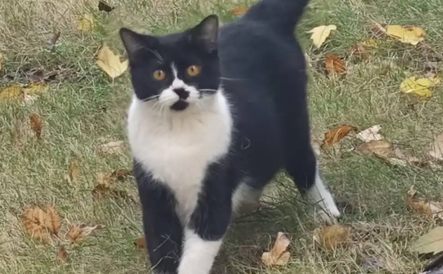 小区网捕流浪猫致幼猫死亡引争议