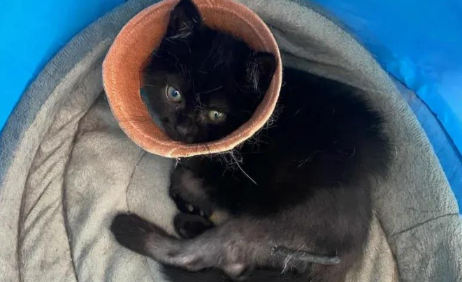 花园现三腿尽断小猫，爱心接力助其重获生机，开启幸福喵生