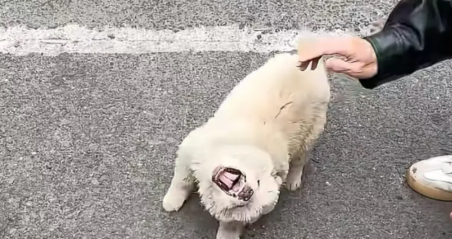 土松犬刚满月就失去妈妈，还就被拔光牙齿打歪头