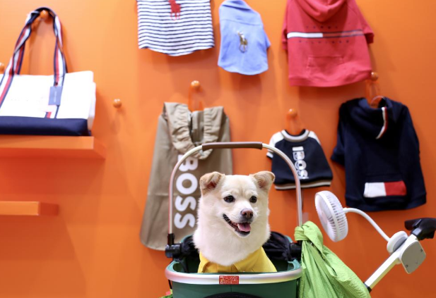 开幕首日现场直击！从猫砂狗垫到鲜食冻干，亚宠展串联宠物经济全产业链