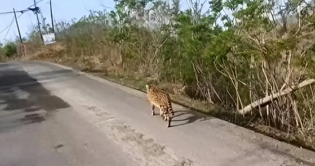 河北石家庄发现薮猫，本应在非洲的猛兽，为何在我国野外出现了？