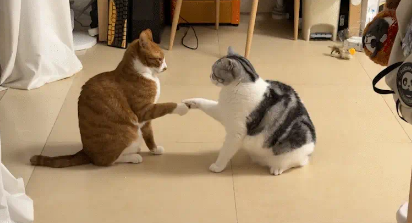 俩猫打架又握手言和。网友：猫式相扑