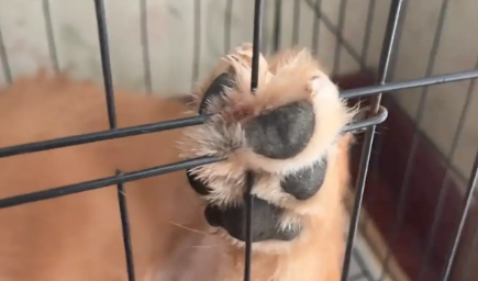 狗子在笼子里翘着个腿，女子走进一看原来是脚卡住了