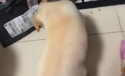 狗子护食跟别的狗不一样，是用爪子捂嘴护食