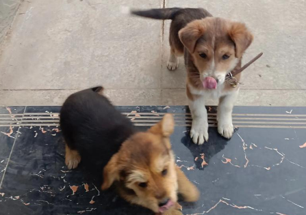 犬只弃养现象追踪——株洲文明养犬