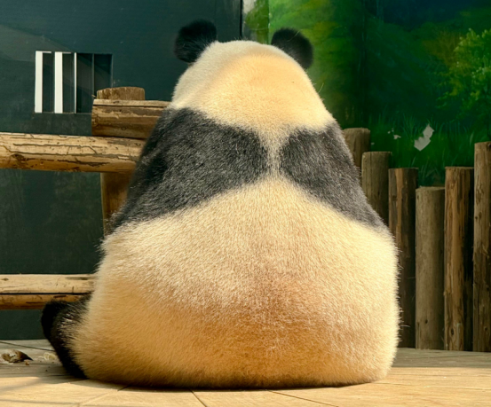 贴秋膘晒背华蓥山大熊猫约上了立秋“养生局”