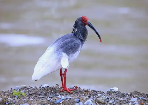 白龙江武都现珍稀朱鹮：70年后首次记录