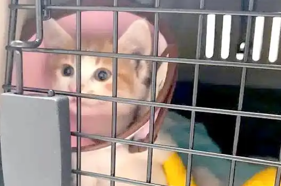 宠物猫骨折康复照引发热议：笑中带泪的瞬间与背后的思考