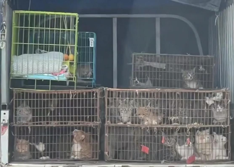 河北张家口200多只猫咪获救待领养，警方：猫贩已被拘留