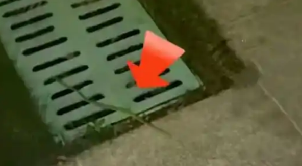 广东小区蛇出没频现，物业称未伤人，居民忧心搬离