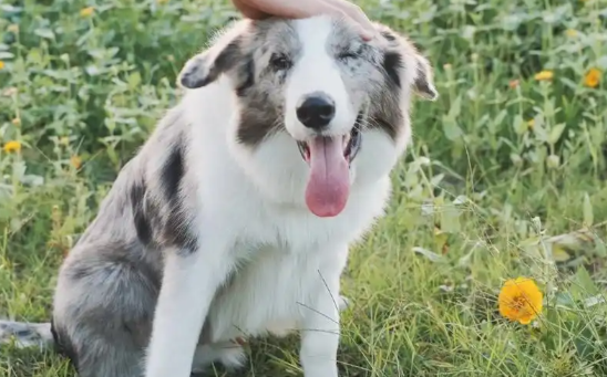 “汪汪队” 遭遇野猪夹：消防紧急救援