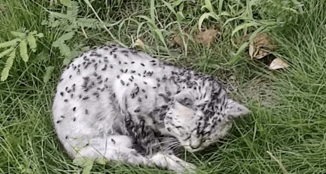 小姐姐发现一只被苍蝇包围的流浪猫，幸好小姐姐比死神先来到