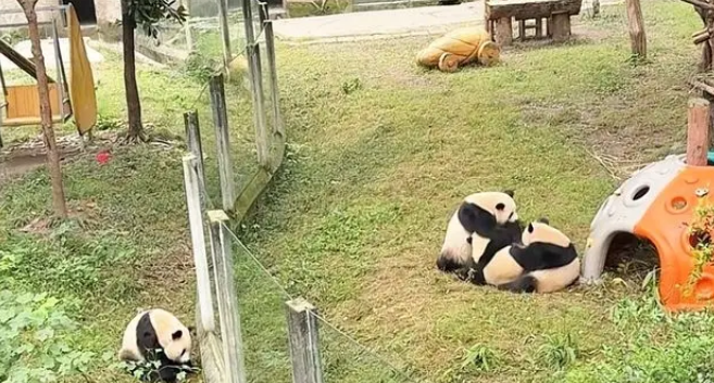 为闻邻居气味，大熊猫渝可屡次抗议，动物园暖心拆墙成全