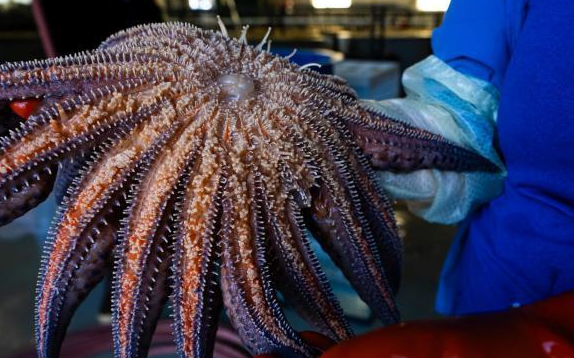 造成数十亿海星死亡的“凶手”竟然是一种细菌