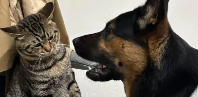 狸花猫打架输了委屈质问德牧：我打你那么轻，你下手咋那么重