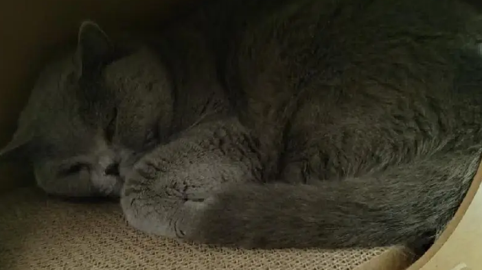 网友吐槽妈妈中式育儿式养猫，本以为是夸张，结果…