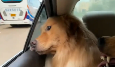 金毛在后座被另一只狗龇牙。金毛:你要是想要靠窗坐你直说