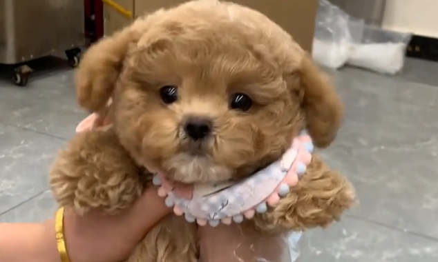 小泰迪追着主人，边跑边脚底打滑