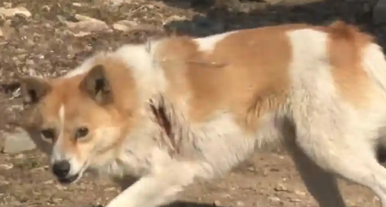 女子的鞋店来了五只狗顾客。网友：看似一身毛， 实则一毛都没有