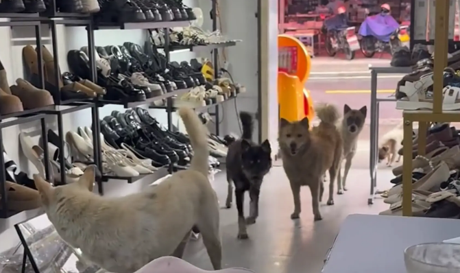 女子的鞋店来了五只狗顾客。网友：看似一身毛， 实则一毛都没有