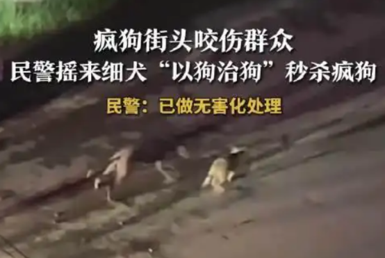 疯狗街头咬人，民警摇来细犬制服！