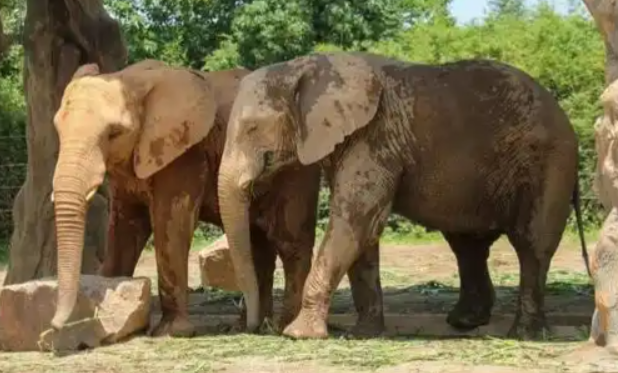 攻克非洲象繁育难题，三头象宝宝在上海野生动物园诞生