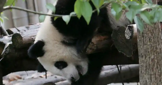 年带15亿效益的国宝将回国！日本难续熊猫租借背后有何隐情？