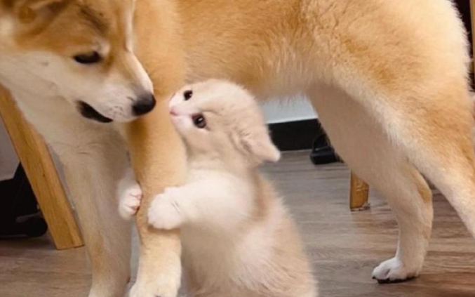 中国移动发布「移动爱宠」：一站式智慧养宠解决方案