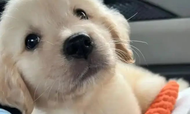 主人把小金毛塞行李箱，机场过安检当场被抓包