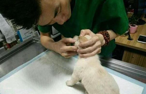 狗狗闭眼不停哀嚎，好心人将其送到医院，医生当场破口大骂 